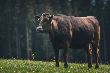 27. Mitgliedertreffen - Wagyu beim Riederbauer Bild 53