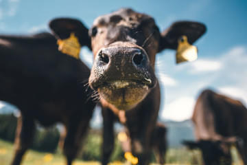 27. Mitgliedertreffen - Wagyu beim Riederbauer Bild 26