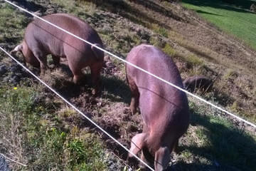 Duroc und Schwäbisch helle Bild 1