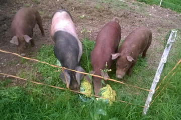 Duroc und Schwäbisch helle Bild 26