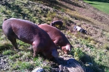 Duroc und Schwäbisch helle Bild 0