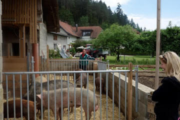 Duroc und Schwäbisch helle Bild 17