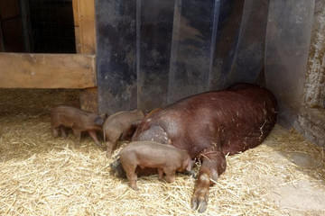 Duroc und Schwäbisch helle Bild 18