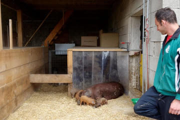 Duroc und Schwäbisch helle Bild 9