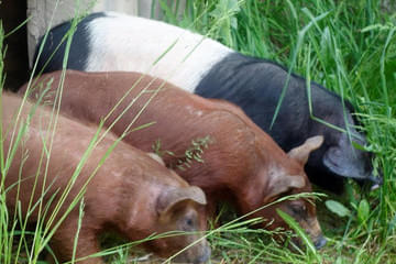 Duroc und Schwäbisch helle Bild 23