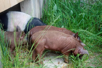 Duroc und Schwäbisch helle Bild 4