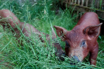 Duroc und Schwäbisch helle Bild 20