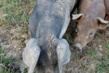 Duroc und Schwäbisch helle Bild 11