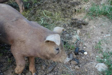 Duroc und Schwäbisch helle Bild 24