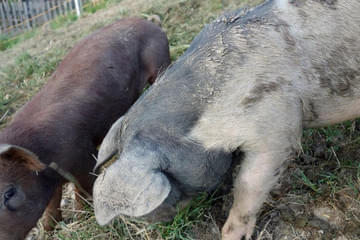 Duroc und Schwäbisch helle Bild 5