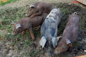 Duroc und Schwäbisch helle Bild 3