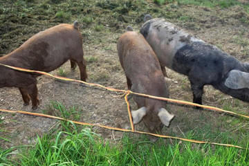 Duroc und Schwäbisch helle Bild 2