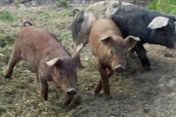 Duroc und Schwäbisch helle Bild 27